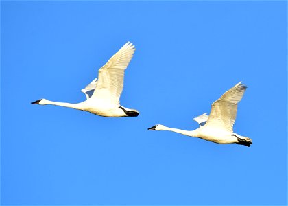 Photo: Tom Koerner/USFWS photo