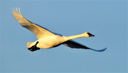 Tom Koerner/USFWS photo