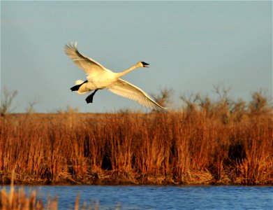 Tom Koerner/USFWS