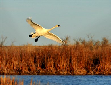 Tom Koerner/USFWS photo