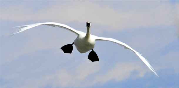 Oh My! What big feet you have!
Trumpeter swans are very big birds. Adult male trumpeters can weigh 21 to 38 pounds while adult female trumpeters weigh 20 to 25 pounds. To get all of that weight off th