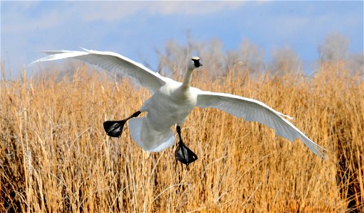 Oh My! What big feet you have!
Trumpeter swans are very big birds. Adult male trumpeters can weigh 21 to 38 pounds while adult female trumpeters weigh 20 to 25 pounds. To get all of that weight off th