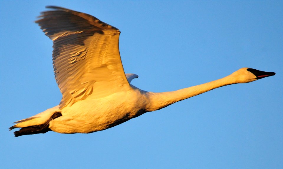 Photo: Tom Koerner/USFWS