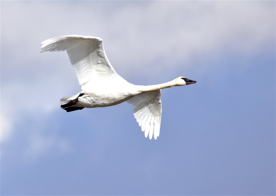 Photo: Tom Koerner/USFWS