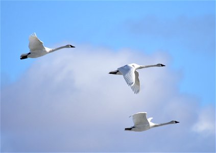 Photo: Tom Koerner/USFWS photo