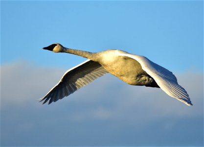 Photo: Tom Koerner/USFWS photo