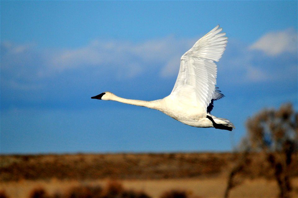 Photo: Tom Koerner/USFWS