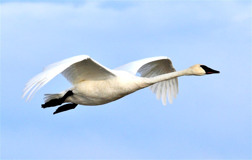 Photo: Tom Koerner/USFWS