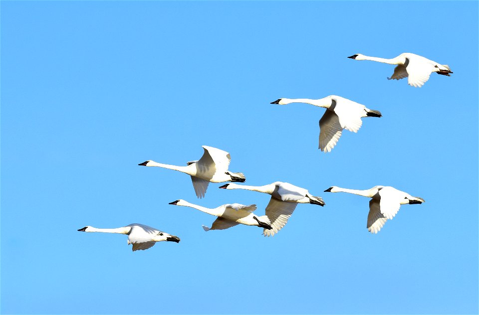 Photo: Tom Koerner/USFWS
