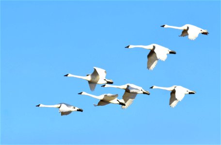 Photo: Tom Koerner/USFWS