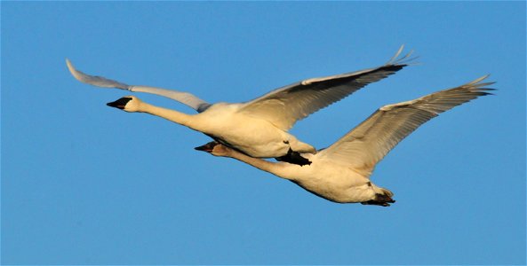 Photo: Tom Koerner/USFWS photo