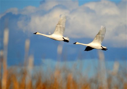 Photo: Tom Koerner/USFWS photo