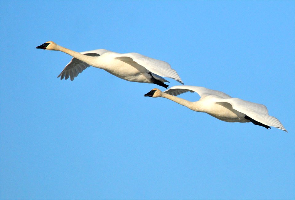 Photo: Tom Koerner/USFWS