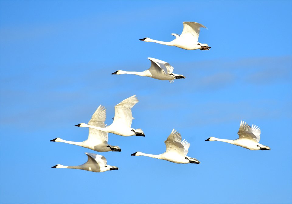Photo: Tom Koerner/USFWS