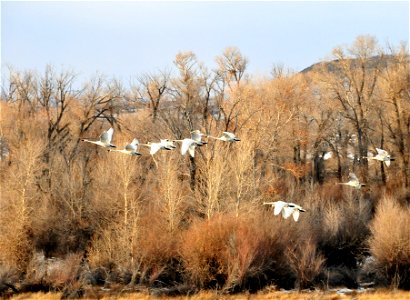 Trumpeter swans wintering on Seedskadee NWR have been increasing over the last decade.  A high count of 304 in 2014. Open water below Fontenelle Dam, abundant submerged aquatic vegetation in the Green