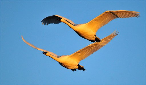 Photo: Tom Koerner/USFWS