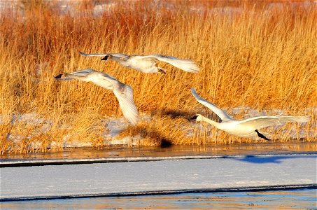An adult trumpeter swan and two cygnets flying upriver on Seedskadee NWR. Photo: Tom Koerner/USFWS