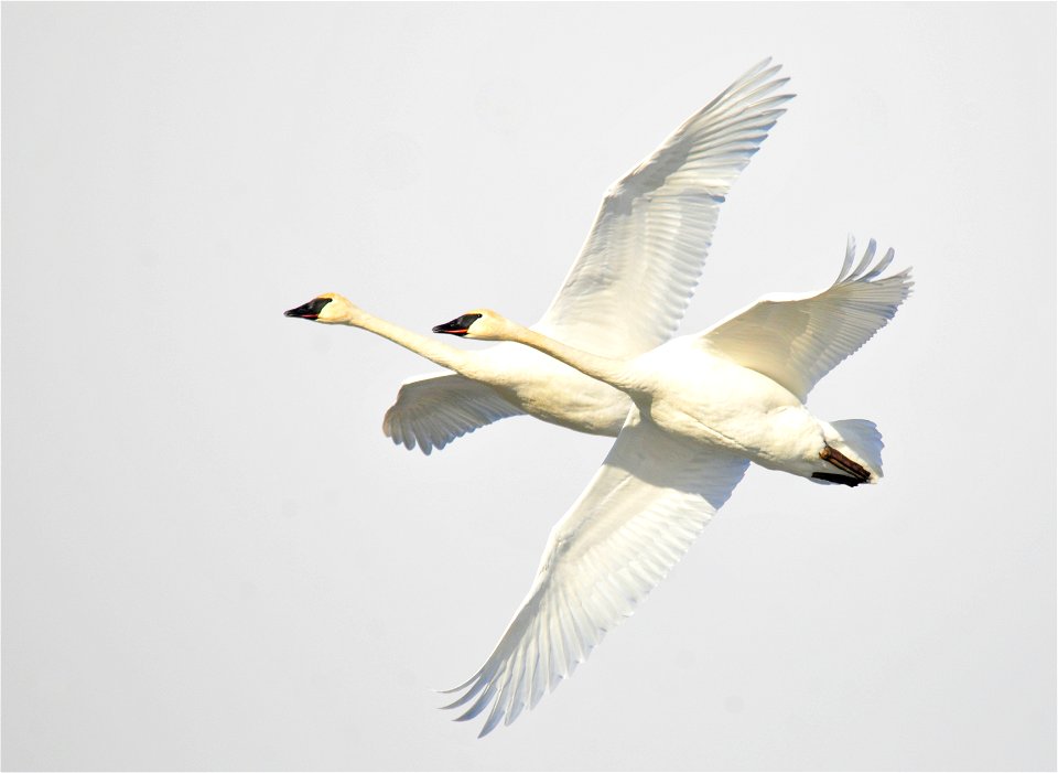 Photo: Tom Koerner/USFWS