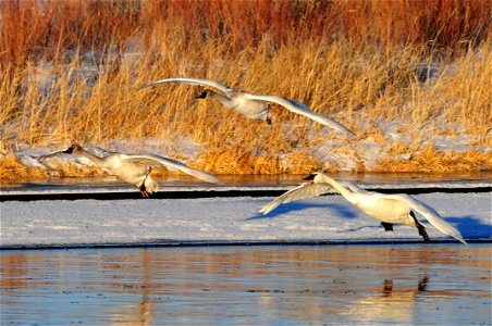 Photo: Tom Koerner/USFWS