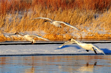 Photo: Tom Koerner/USFWS photo