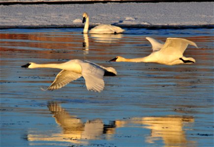 Trumpeter swans flying upriver on Seedskadee NWR. Photo: Tom Koerner/USFWS