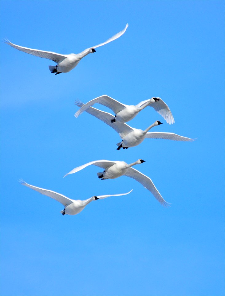 Photo: Tom Koerner/USFWS