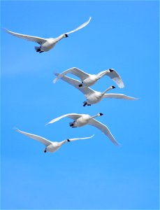 Photo: Tom Koerner/USFWS