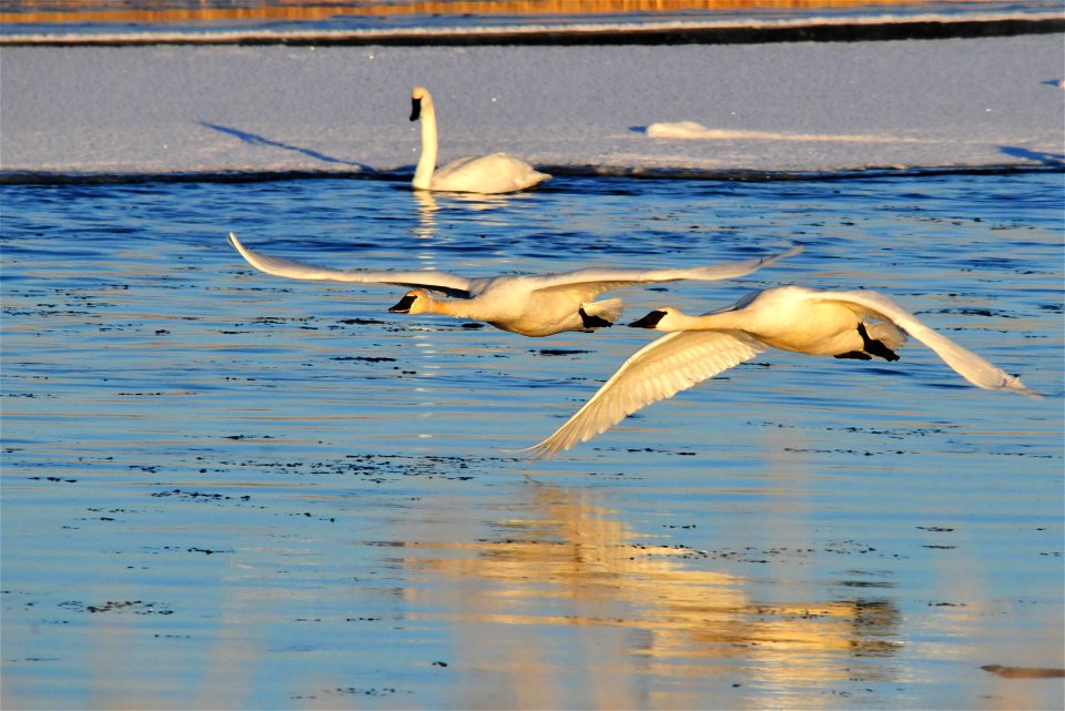 Photo: Tom Koerner/USFWS