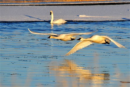 Photo: Tom Koerner/USFWS photo