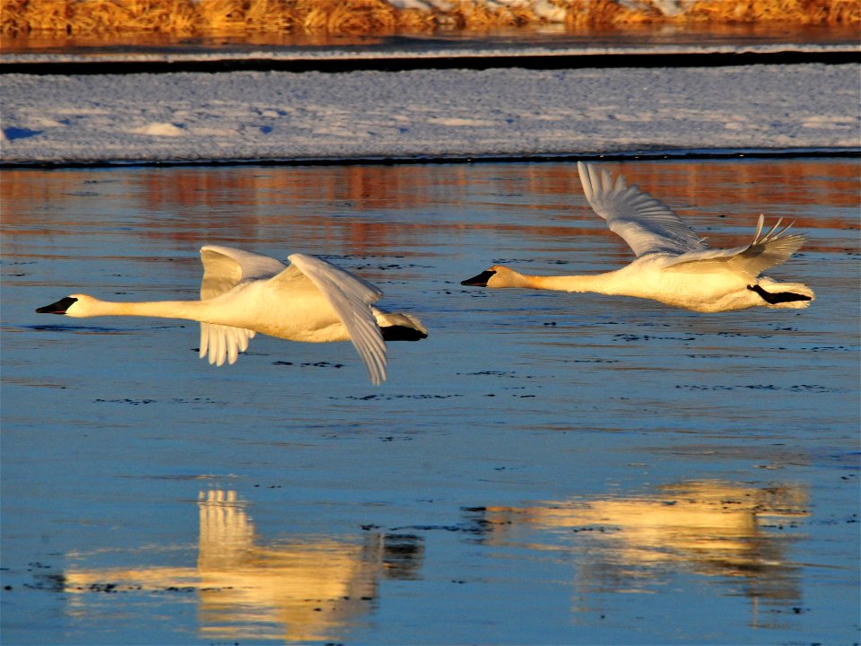 Photo: Tom Koerner/USFWS