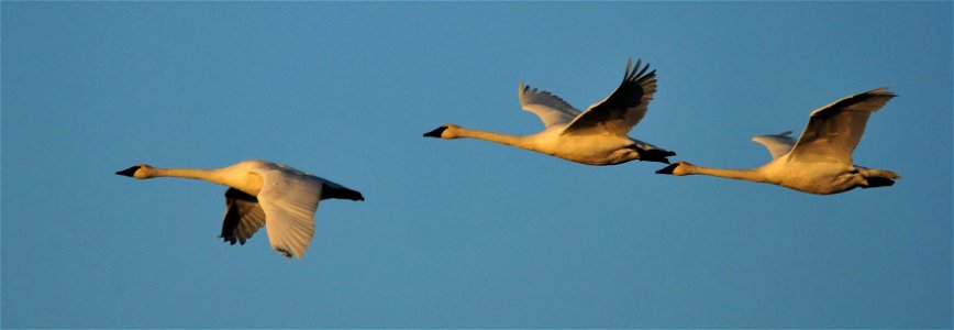 Photo: Tom Koerner/USFWS