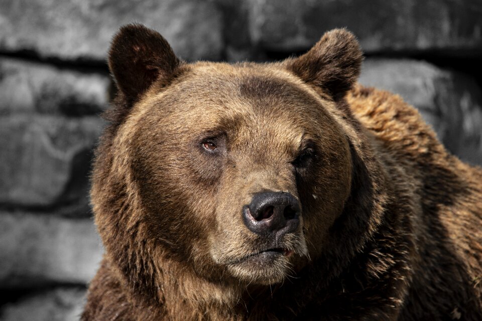 Bear animals wild