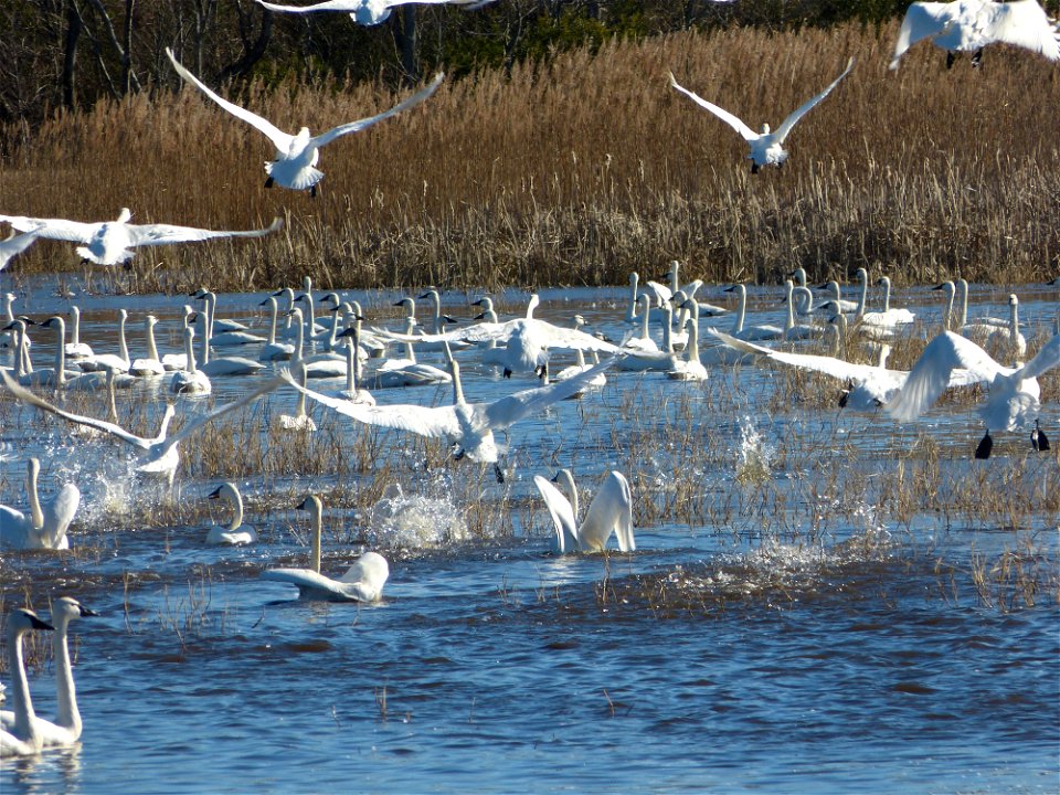 At Mattamuskeet National Wildlife Refuge in North Carolina. The Refuge’s prime location along the Atlantic Flyway makes it a vitally important stopover for wintering waterfowl. Credit: Allie Stewart, 