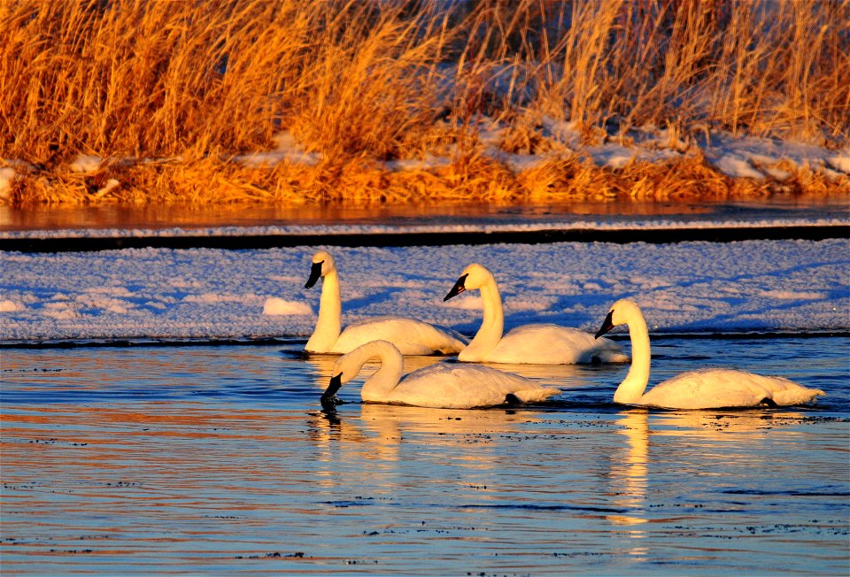 Trumpeter swans feeding in the Green River on Seedskadee NWR.  The last light of the day illuminates them as the sun slips below the horizon.  Photo: Tom Koerner/USFWS