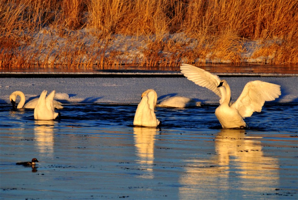Trumpeter swans feeding in the Green River on Seedskadee NWR.  The last light of the day illuminates them as the sun slips below the horizon.  Photo: Tom Koerner/USFWS