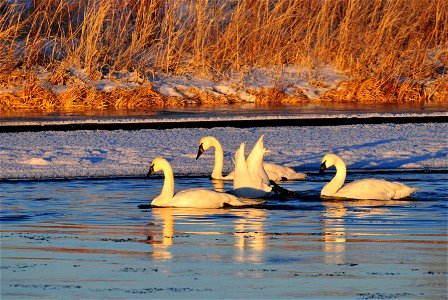 Trumpeter swans feeding in the Green River on Seedskadee NWR.  The last light of the day illuminates them as the sun slips below the horizon.  Photo: Tom Koerner/USFWS