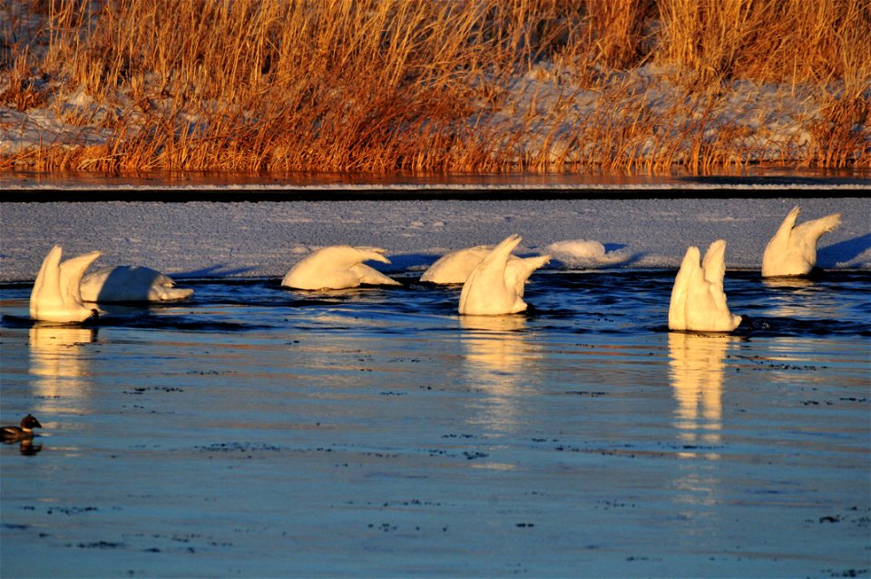 Trumpeter swans feeding in the Green River on Seedskadee NWR.  The last light of the day illuminates them as the sun slips below the horizon.  Photo: Tom Koerner/USFWS