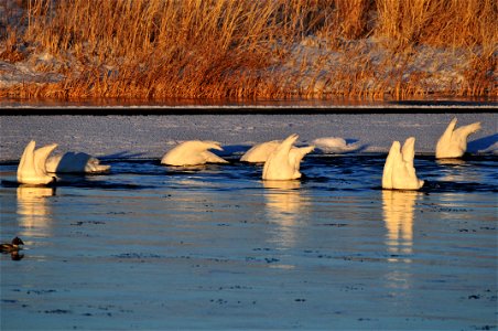 Trumpeter swans feeding in the Green River on Seedskadee NWR. The last light of the day illuminates them as the sun slips below the horizon. Photo: Tom Koerner/USFWS photo