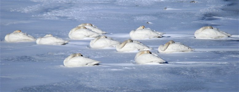 Riding the storm out.... Photo: Tom Koerner/USFWS photo