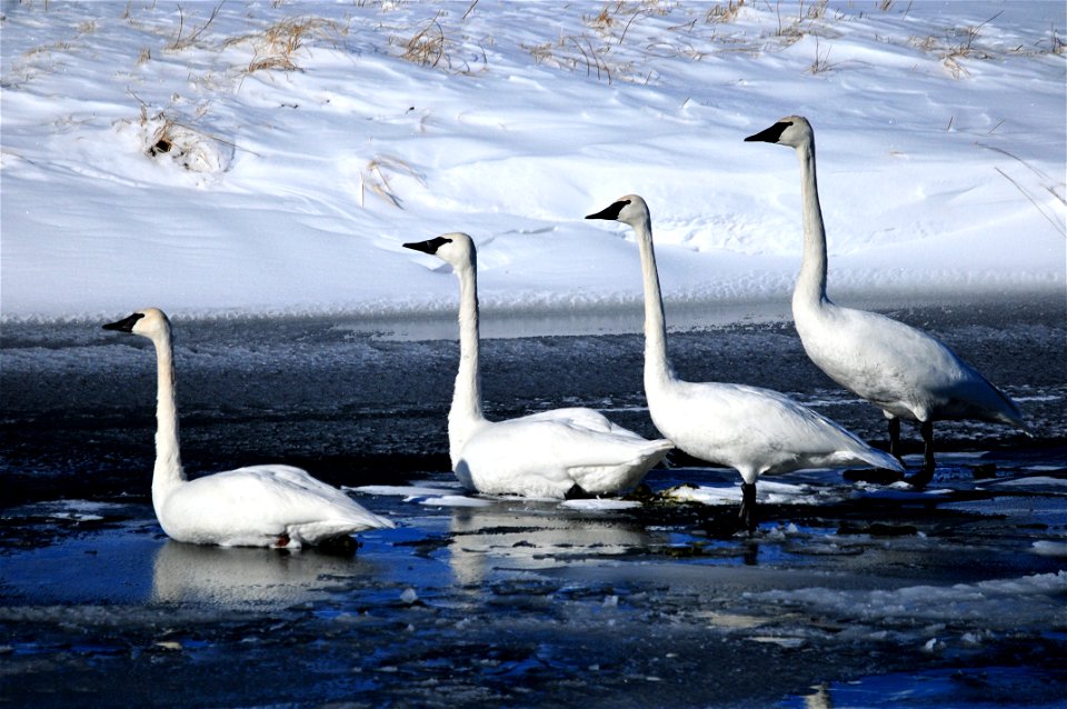 OK, everyone line up shortest to tallest.  Photo: Tom Koerner/USFWS