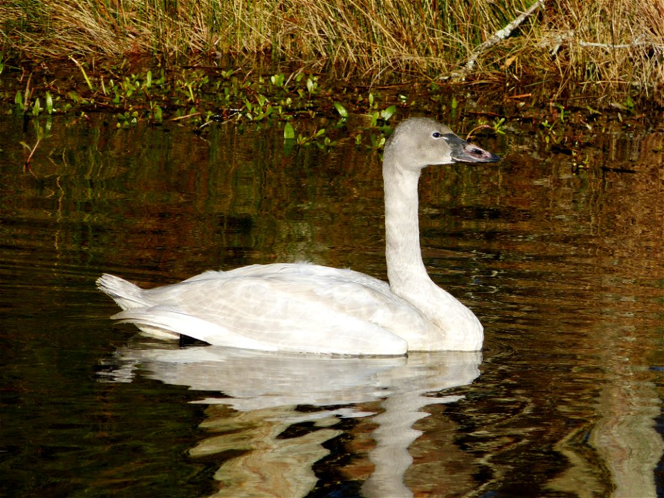 At Mattamuskeet National Wildlife Refuge in North Carolina. The Refuge’s prime location along the Atlantic Flyway makes it a vitally important stopover for wintering waterfowl. 
In total, the Refuge a