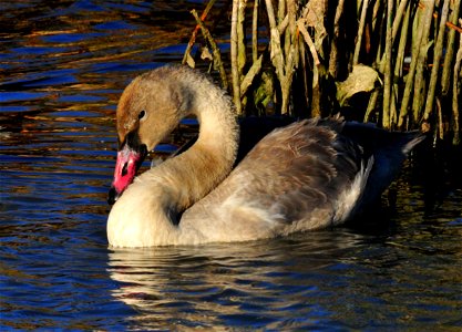 Cygnets are young of the year trumpeter swans. They do not get the full black bill and black feet until their adult feathers start to grow in. As a cygnet, their bill colors include white, powder bl photo