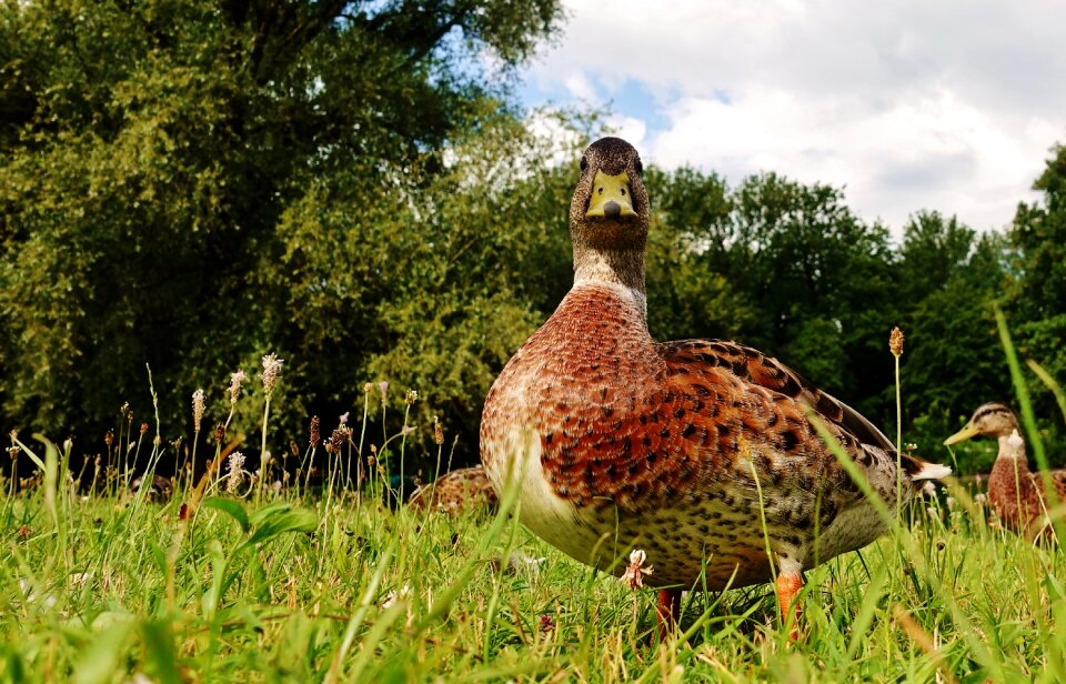Bird nature plumage