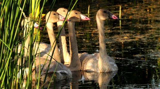 Trumpeter swan survival is based on a foundation of strong family bonds and crucial learned patterns of habitat use (traditions) acquired by associating with older more experienced birds, usually fami