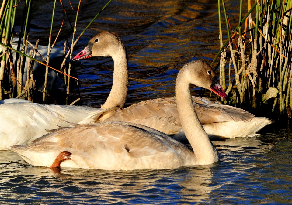 Cygnets are young of the year trumpeter swans.  They do not get the full black bill and black feet until their adult feathers start to grow in.  As a cygnet, their bill colors include white, powder bl