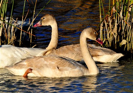 Cygnets are young of the year trumpeter swans. They do not get the full black bill and black feet until their adult feathers start to grow in. As a cygnet, their bill colors include white, powder bl photo