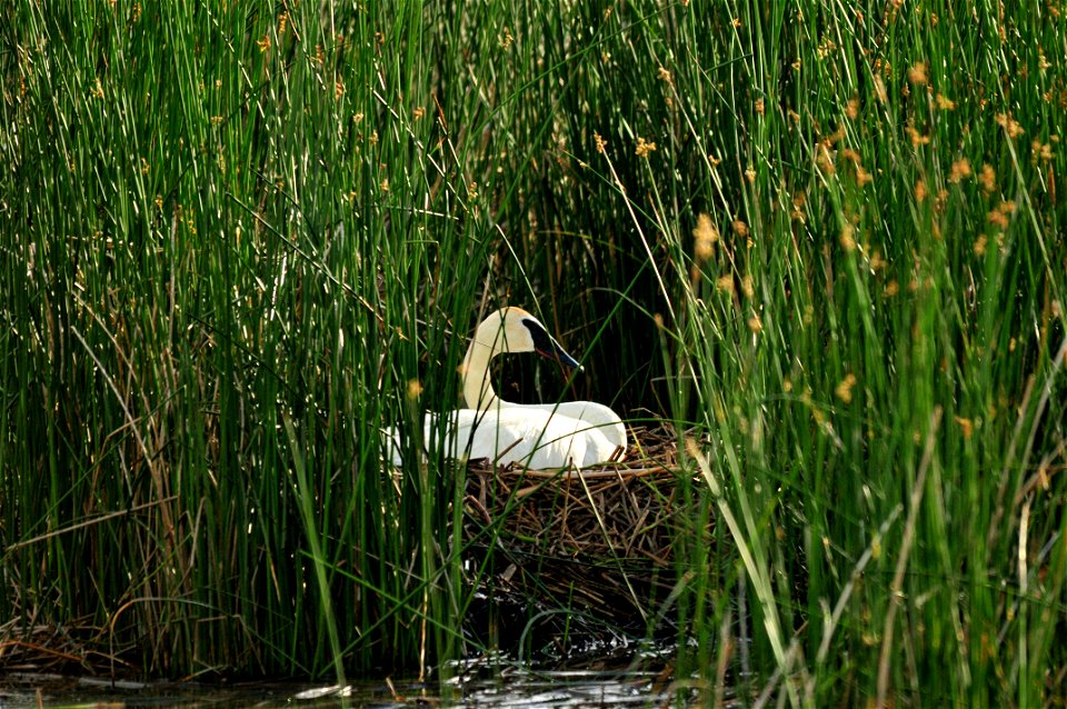The pen, or female trumpeter swan, incubating eggs on a nest at Seedskadee NWR.   The eggs are days away from hatching.   Trumpeter swans, especially young pairs, can be sensitive to human disturbance