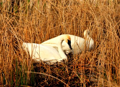 The pen, or female trumpeter swan, tests out the nest bowl while the cob, or male, continues to build the nest around the edges.  This young pair on Seedskadee NWR had decided to change locations and 