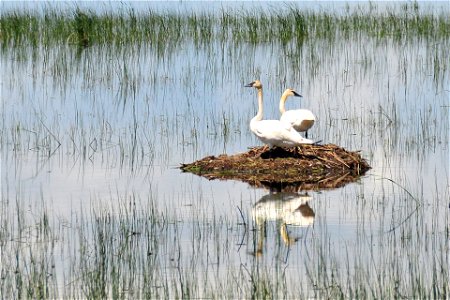 Photo Credit: Tom Koerner/USFWS photo