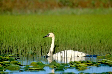 #Birdwatching at Potter's Marsh tonight at 7:00 pm with @AudubonAlaska1 Arctic Marine Ecologist, Max Goldman